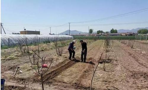 农村老人没儿子,女儿出嫁 如果老人去世,那么田地会归谁呢！
