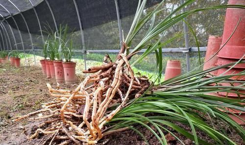 「种植的兰花」讲一下兰花的服盆,如何判断兰花是真正的成活了?不要假活当服盆