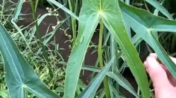 农村里非常多，农民非常讨厌的这种野草，却是一种不错的草药。