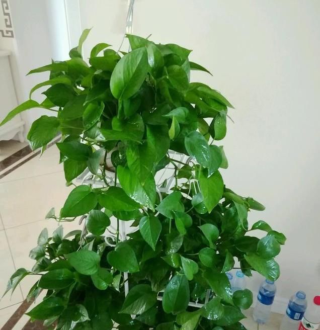  『小妙』确定给兰花是否浇透水的小妙招,兰花浇水的方式你是否知道