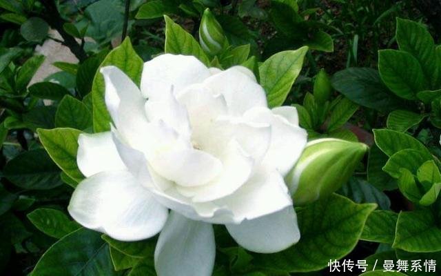 『栀子花』院里养了几株栀子花,枝条上全是小虫子,教你一招好解决