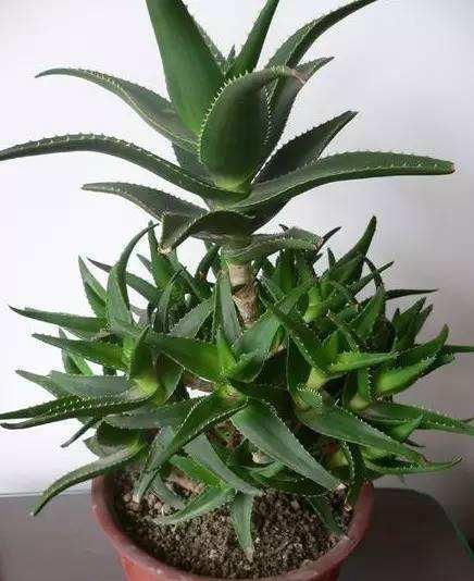  冒满@芦荟长不大？一个月“加餐”一次，长成小胖子，呼呼冒满小崽子