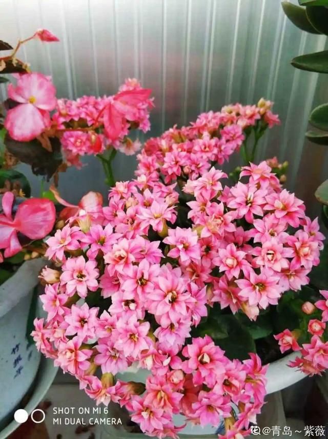  『懒人』“折腾不死”的10种花，咋养都爆盆，懒人最适合！