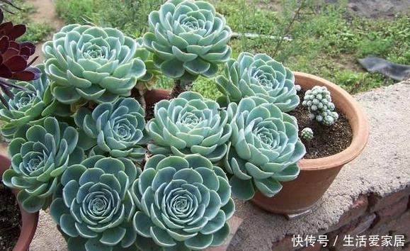 「旺盛」春天想要''露养多肉''?看清温度搬室外盆栽,枝叶越长越旺盛