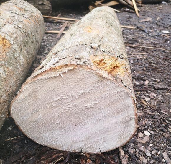 农村柴火树，价值高达30000元1吨，有农民用它创业致富，简单快速