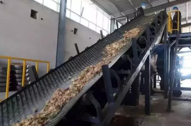 中国最恐怖工厂：养10亿只蟑螂，每天喂50吨饭，政府还给它补贴！