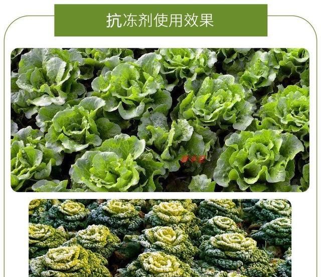 『植物』植物专用的防冻剂到底在什么时候用?怎么用?