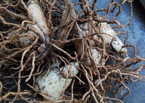  「值钱」1种野生的杂草有“大块茎”，被称为“白芨”，值钱还珍贵，别挖