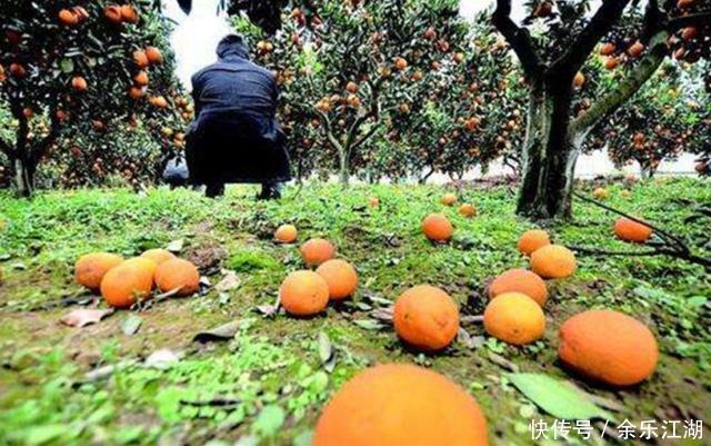 这种果实10年前被疯狂抢购，南方种植规模高，今烂在树上没人摘