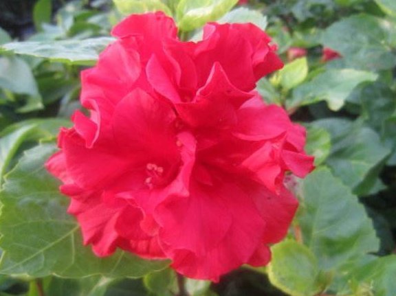 光照|这些花朵养在家里阳台上,不怕高温,越晒长得越旺,花朵绚丽多彩