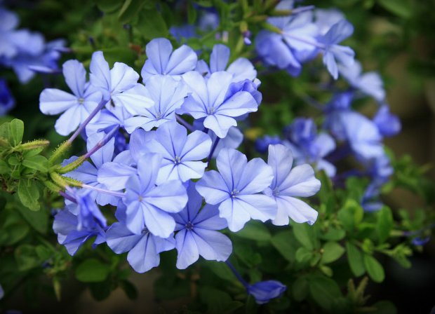  『好看』这些花朵不仅好看还好养，随便养一盆，全年有花看，花朵绚丽多彩