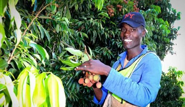 非洲贵族才能吃到的奢侈水果，中国人引进以后，如今却泛滥成灾！