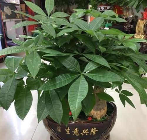  「吸收」客厅盆栽花选2种植物做盆景，既好看又招财，连净化器都省了