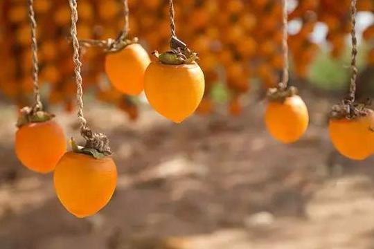 柿子和哪些食物一起吃会中毒？柿子全身都是宝，但请不要这样吃