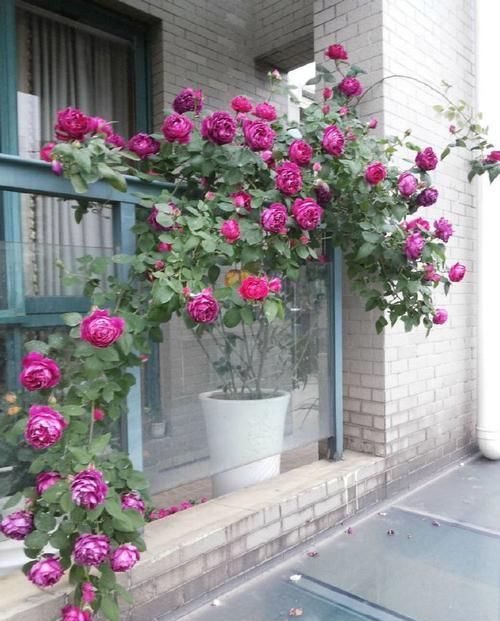  「值得」此款藤本花卉，不输铁线莲，四季都开花，室内也能种，你值得拥有