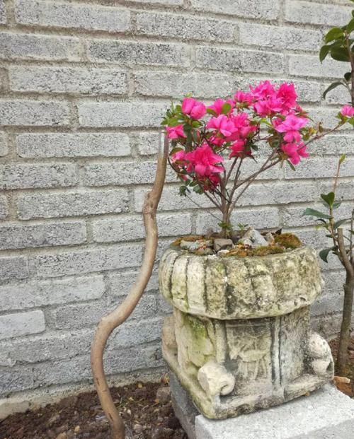  [生活]40岁之前，赚钱养家，40岁之后，种菜养花！