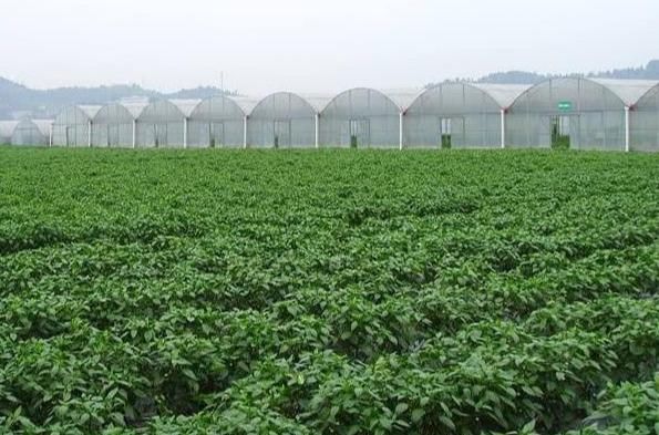 今年起，农村粮食补贴实行“三补三不补”，啥意思？能拿多少钱？