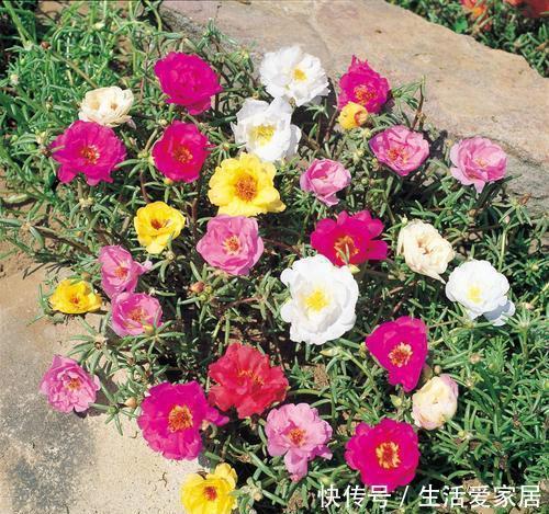  [扦插]3种花枝条沾土就活，扦插最简单了，一盆变多盆今年开花爆盆