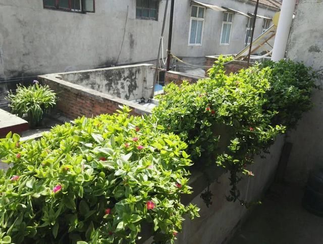 慎养■这花要慎养,每年砍掉3麻袋,照样蹭蹭长