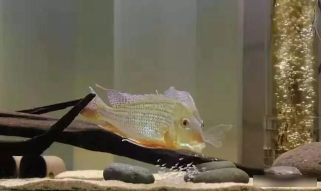  「养草」从养鱼到养草，从雨林缸到水陆缸 | 10年水族之路