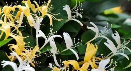  「花朵」阳台种这8种植物，不仅漂亮，年年夏天都不热了