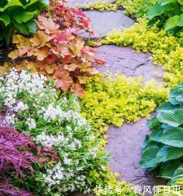  「花儿」4种花，打造出一个漂亮的院子，色彩斑斓，花开不断！