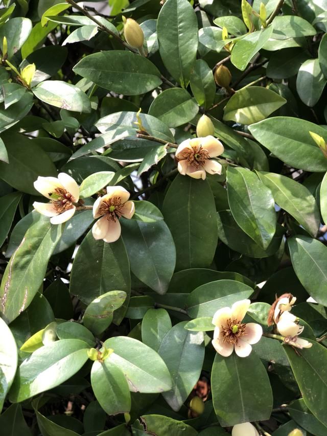  养护的时：含笑花名字取得真喜庆，开花可爱动人，香味飘到邻居家！