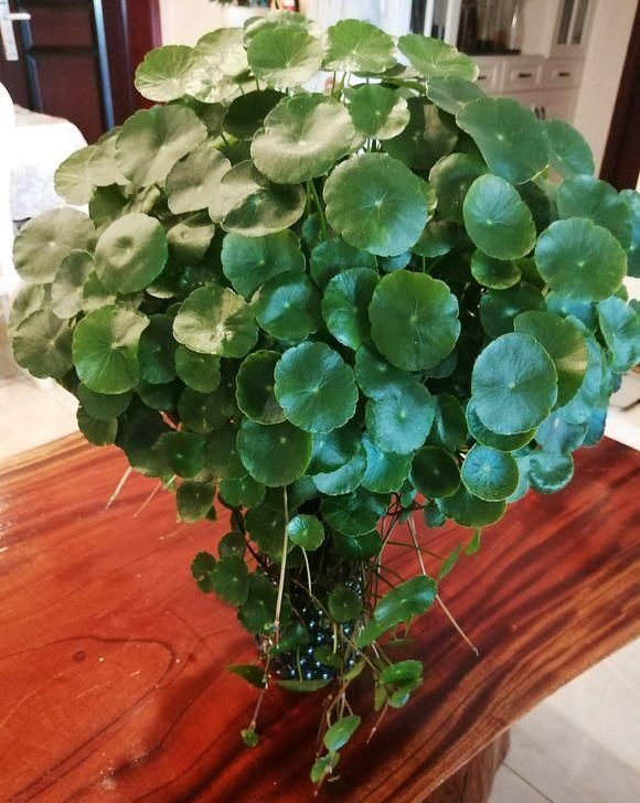  【技巧】一盆铜钱草不到一年，分出五六盆，4点养护技巧，分分钟长满盆