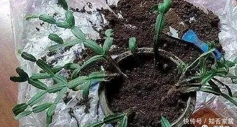 不好|养蟹爪兰做好“三点”,叶肥根壮,开花爆盆,“养不好”已成过去