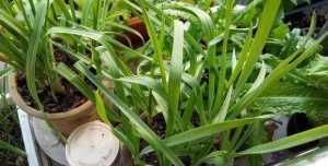  #蔬菜#阳台种点这3种菜，吃完一茬又长一茬，蹭蹭长不停，简单好养好吃