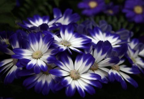  养盆■喜欢菊花，不如养盆“菊中精品”盘龙奔月，似四射霞光，金光灿灿