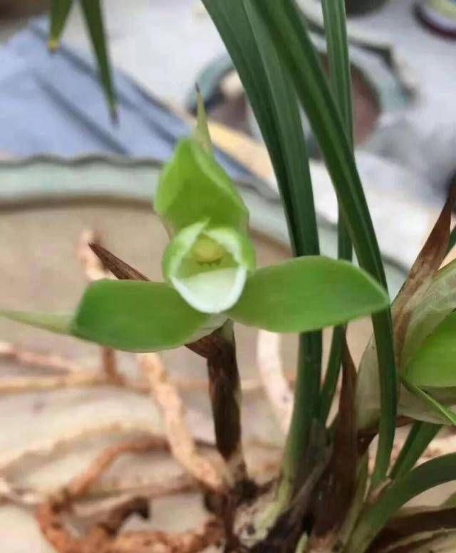  『芦苇』在叶芽和新根之后，兰花的老芦苇什么时候才能进入花盆呢？如何进行水资源管理？