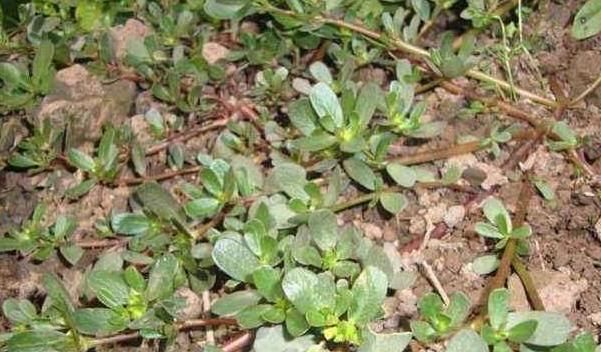  乌发@最养人的“2种植物”，既能吸甲醛，又能“乌发”，养1盆真值得！