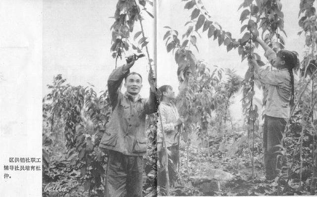 毛泽东时代《人民画报》，社会主义的建设者身影