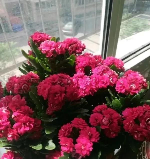  时间■养花不懂这4点，啥花都白养，白白浪费时间和精力，新手赶紧学习