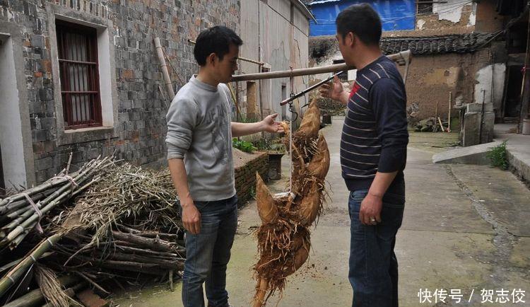  男子@男子竹园挖到“稀罕物”，村民表示没见过，网友：赚大发了