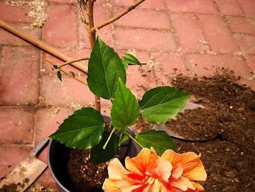  #下垂的情况#盆栽扶桑花，注意几个“小细节”，满树爆侧芽，四季能开花