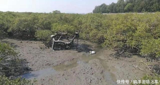 国家二级保护动物都有什么动物