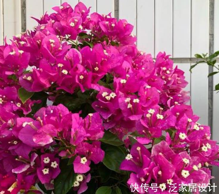  『越美』现在就养“4种花”，天气越热，开花越美，一次开花500朵！