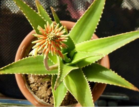  #漂亮#芦荟开出漂亮的“花”，掌握这些要点，叶片肥厚，花朵惹人喜爱