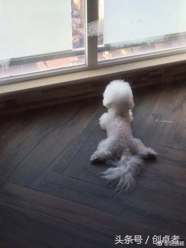 卓伟爆料:赵丽颖怀孕三个月,却被铁证赤裸裸打脸!