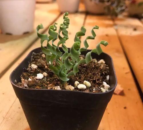  『湿润的半阴』植物也爱“烫发”，推荐五种叶子卷曲的植物，家里养一盆，新颖别