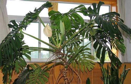  虎皮兰：这3种花是“绿色卫士”，帮助睡眠还好养，每个房间放一盆不嫌多