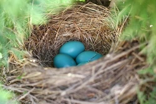  #雨淋#农村树上的鸟窝，为什么多数开口是朝上的，不怕雨淋吗？