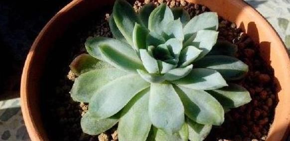 『裙子的现象』多肉植物怎么养?