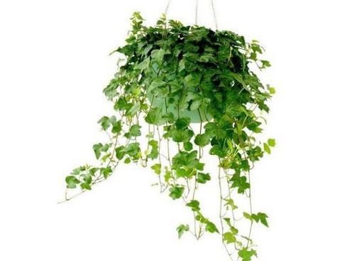  【家里】家里空间小，试试养这几种植物，既好看又好养！