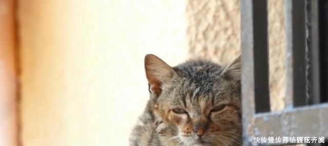  奶奶■瘦弱老猫流浪多年，因一碗剩饭而“隐居”村庄，每天凌晨叫醒奶奶