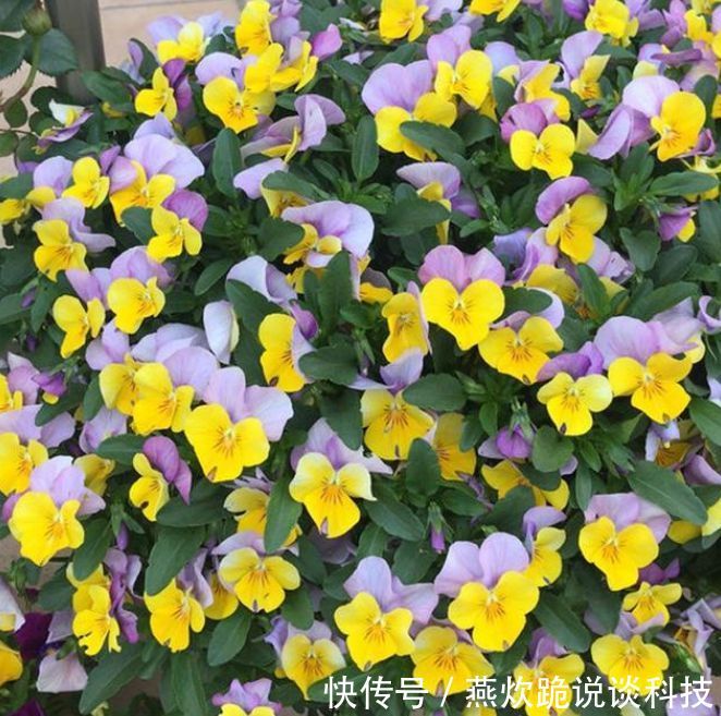 「春天」春天就养5种花,好养又漂亮,花团锦簇,人见人爱!