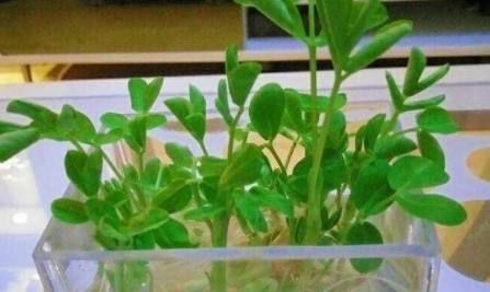 盆栽:几粒花生埋土里,7天发芽,一个月长成美丽盆栽,几个月后大收获 ...