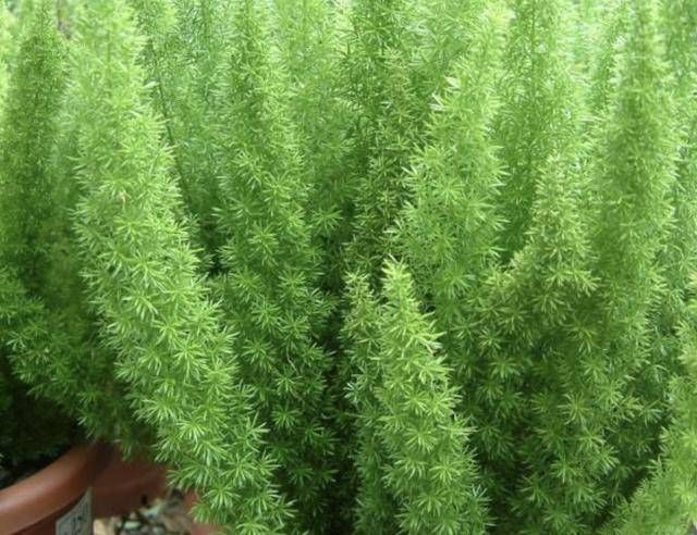  [人称]1种野草叶片细小、翠绿，生长在路边，人称“天门冬”，价值高！